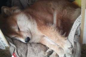 开云网站-体育新闻中心发布体育短视频用户行为分析报告，如何创新体育短视频