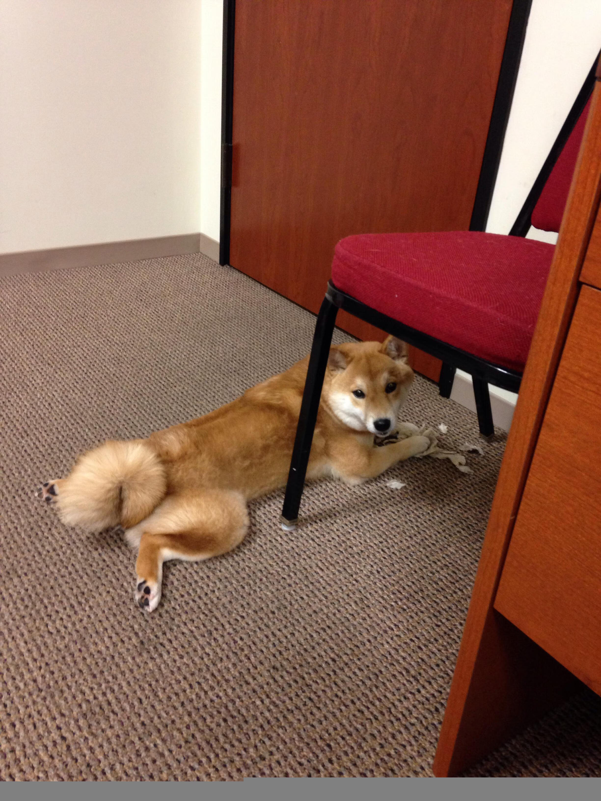 中国射击队老将新秀同台竞技成绩亮眼，2021中国射击队总教练