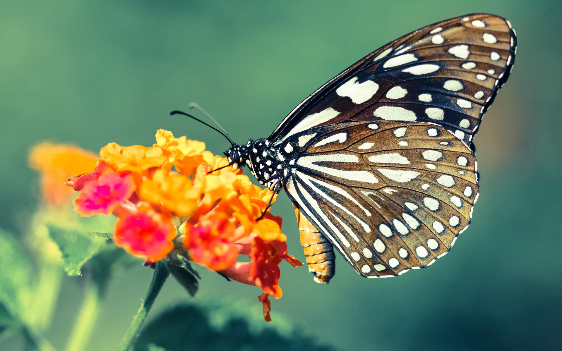 中国男篮实战模拟训练提升应对强敌能力,中国男篮训练视频