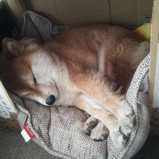 体育新闻中心发布体育短视频用户行为分析报告,如何创新体育短视频