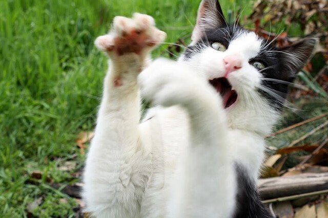 中国足球职业俱乐部重视年轻球员成长空间，年轻球员是中国足球未来发展的基础